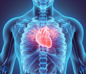 محل قرارگیری قلب در بدن انسان
