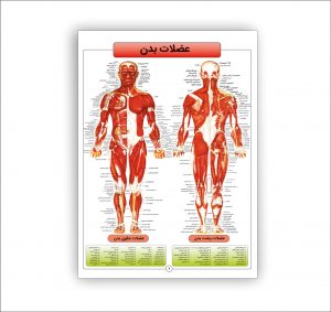 اطلس آناتومی بدن انسان 16 برگی- عضلات بدن