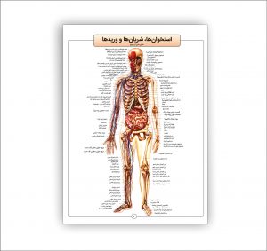 اطلس آناتومی بدن انسان 16 برگی- استخوان‌ها، شریان‌ها و وریدها