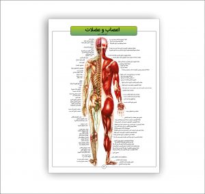 اطلس آناتومی بدن انسان 16 برگی- اعصاب و عضلات