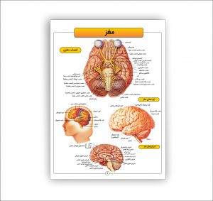 اطلس آناتومی بدن انسان 16 برگی- مغز