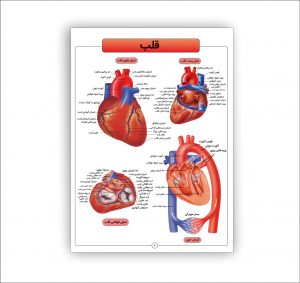 اطلس آناتومی بدن انسان 16 برگی- قلب