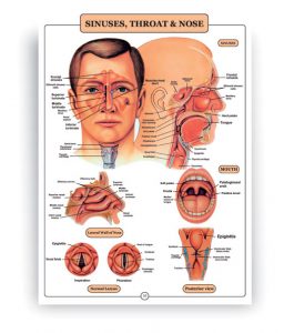 anatomical charts of human body
