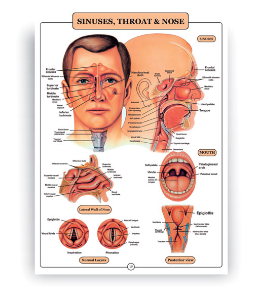 اطلس آناتومی بدن انسان انگلیسی 16 برگی- سینوس، حلق و بینی