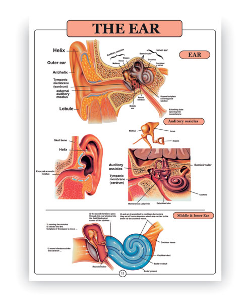 اطلس آناتومی بدن انسان انگلیسی 16 برگی- گوش، دستگاه شنوایی