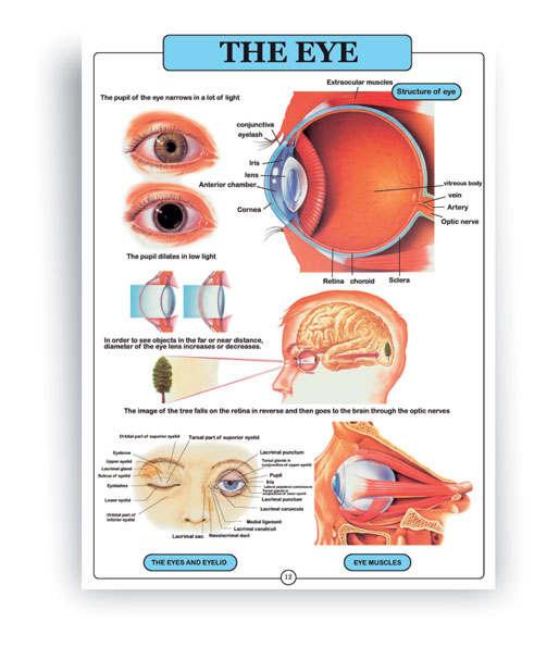 اطلس آناتومی بدن انسان انگلیسی 16 برگی- چشم، دستگاه بینایی