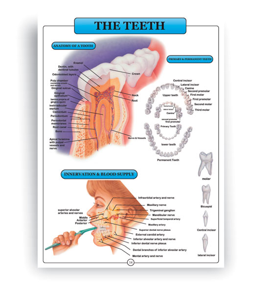 اطلس آناتومی بدن انسان انگلیسی 16 برگی- دندان