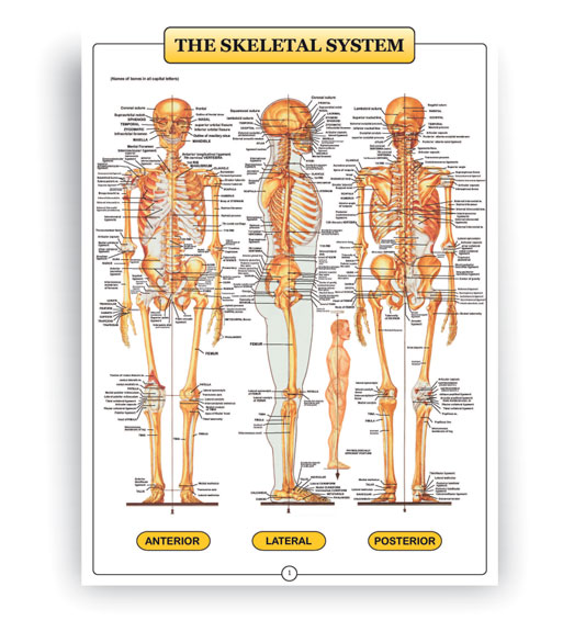 anatomical charts of human body