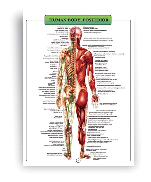 اطلس آناتومی بدن انسان انگلیسی 16 برگی- نمای پشت بدن
