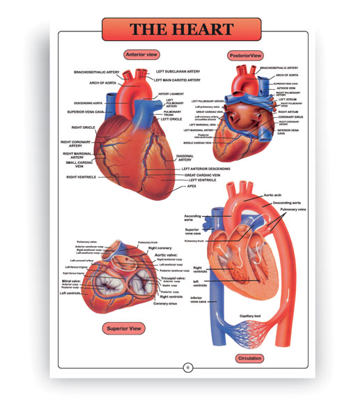 اطلس آناتومی بدن انسان انگلیسی 16 برگی- قلب