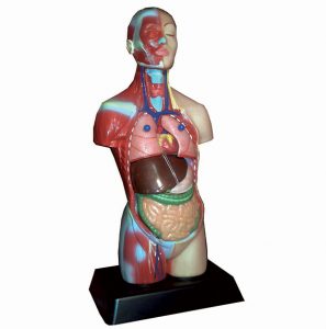 مدل 1/4بدن انسان با نمایش عضلات