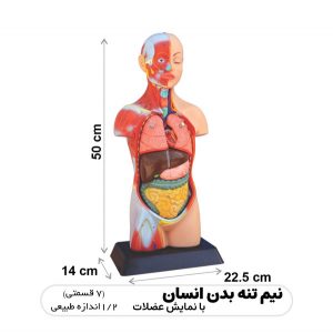 نیم‌ تنه بدن انسان با نمایش ماهیچه‌ هاا- 1