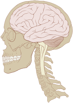 مغز و جمجمه انسان