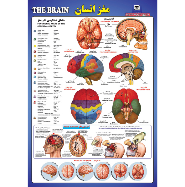 پوستر مغز