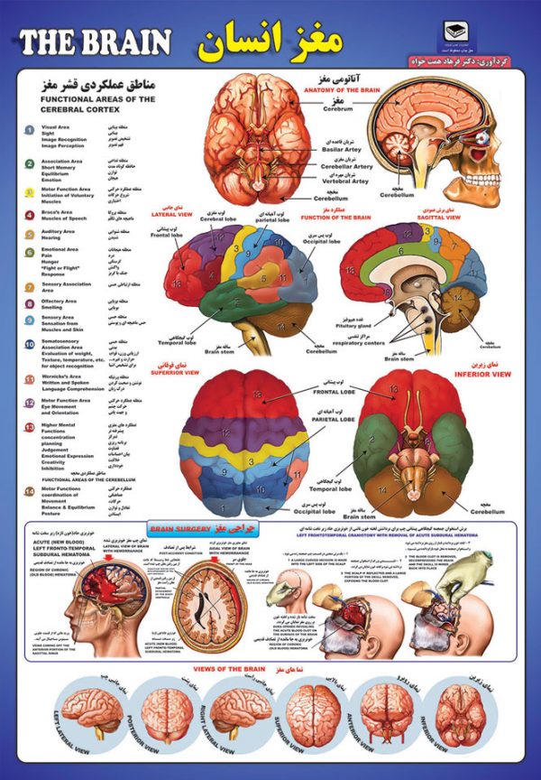 پوستر آناتومی مغز انسان