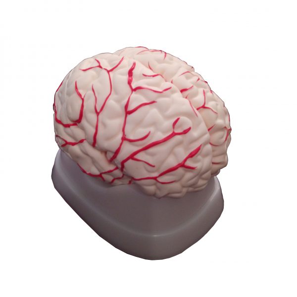 مولاژ 8 قسمتی مغز انسان