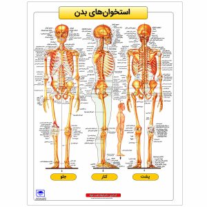 پوستر بزرگ استخوان های بدن انسان