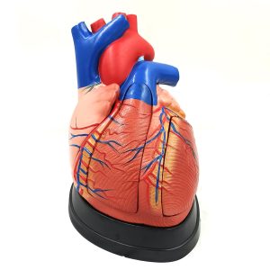 مولاژ بزرگ قلب ( 5 قسمتی)
