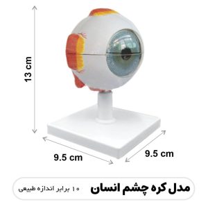 مولاژ چشم (10 برابر اندازه طبیعی)