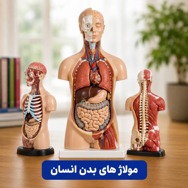 مولاژ و مدل های بدن انسان