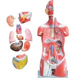 مولاژ نیم تنه بدن انسان 11 قسمتی (نمایش عضلات)
